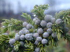 Berries on a branch