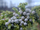 Berries on a branch