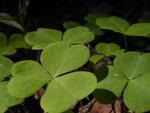 Clover