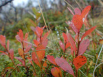 Cowberry