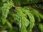 Branch