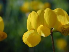 Yellow flower